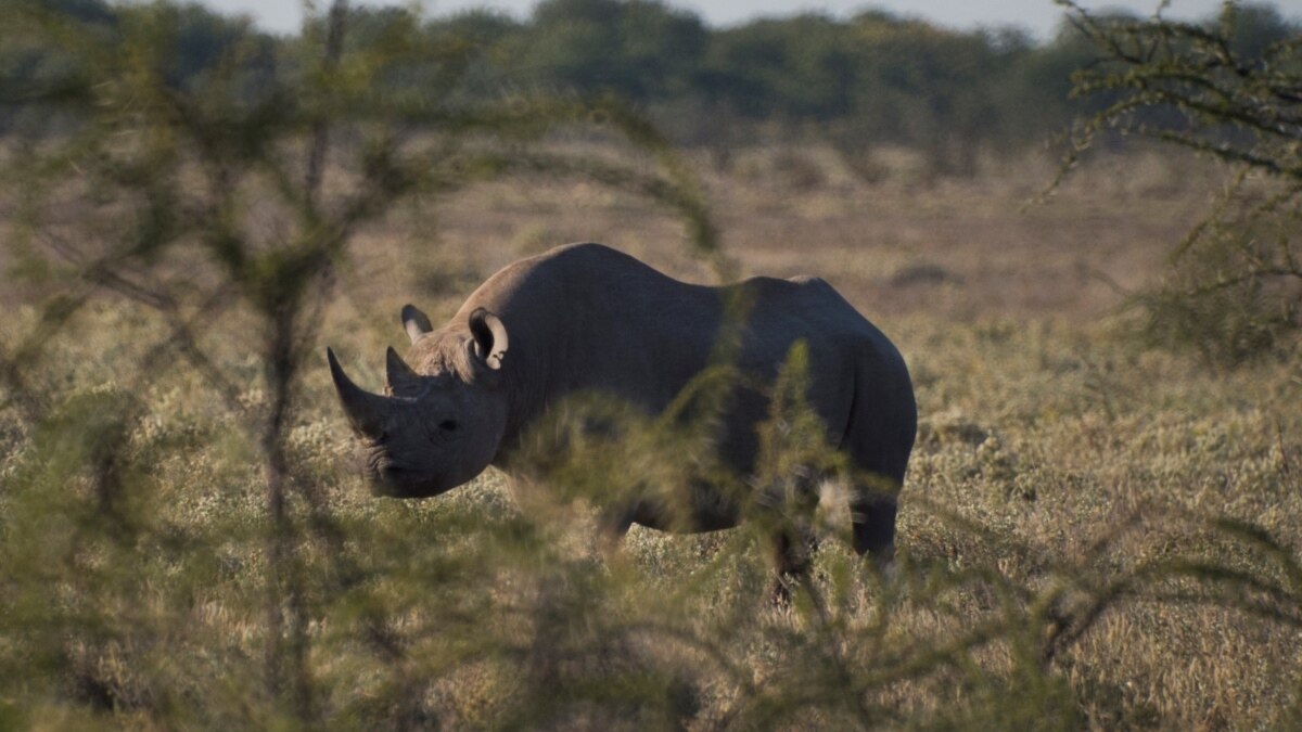 Namibian Authorities Concerned About Increase in Rhino Poaching - Vimarsana News