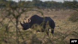 FILE - A black rhino is pictured on May 8, 2015, at Etosha National Park in northwestern Namibia. 