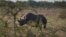 FILE - A black rhino is pictured on May 8, 2015, at Etosha National Park in northwestern Namibia. 
