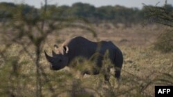 FILE - A black rhino is pictured at Etosha National Park in northwestern Namibia, May 8, 2015. 