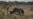 Cross Border Syndicates Implicated in Surge in Rhino Poaching