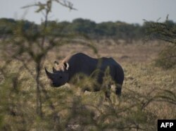 Seekor badak hitam di Taman Nasional Etosha di barat laut Namibia. (Foto: AFP)