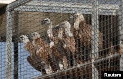 Griffon vultures sit in an acclimatization aviary just before their release into the wild near the village of Korfi, Cyprus, Sept. 28, 2022.