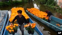 Farmworkers move cempasúchil flowers on flat boats through the canals of Xochimilco in Mexico City, Oct. 19, 2022. Cempasuchil, or the Mexican marigold, is also known as the flower of the dead and is used in Day of the Dead celebrations.