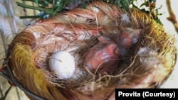 Pichones nacidos en el Centro de Conservación del Cardenalito, en Maracay. Foto: Provita