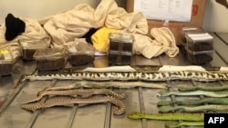 This undated handout picture released by the Department of Agriculture and Water Resources on April 4, 2017 shows exotic snakes and spiders (in clear boxes) on display after they were found in shoe boxes in a Melbourne mail room.