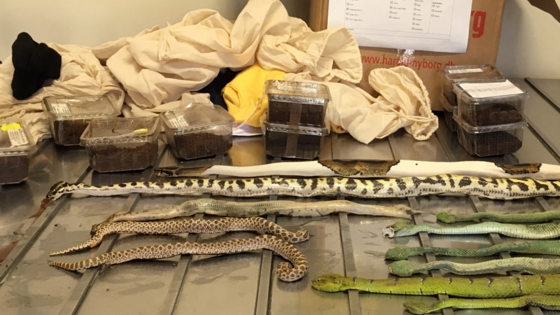 Artificial Intelligence Is New Weapon Against Australian Wildlife Smugglers