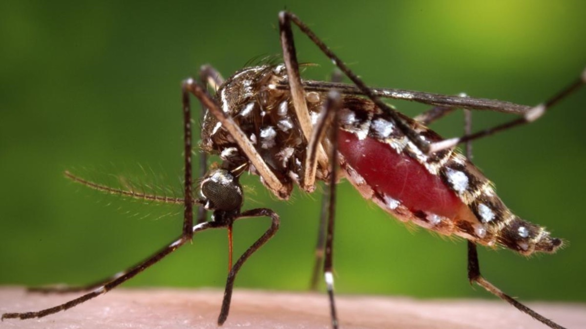 Twój zapach przyciąga komary
