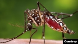 This 2006 file photo provided by the Centers for Disease Control and Prevention shows a female mosquito acquiring blood from a human host.