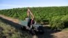 Un trabajador mexicano -en este caso, migrante- conduce un camión recolector durante una cosecha en una granja de naranjas en Lake Wales, Florida, EEUU, el 1 de abril de 2020.