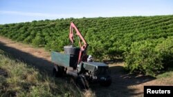 Un trabajador mexicano -en este caso, migrante- conduce un camión recolector durante una cosecha en una granja de naranjas en Lake Wales, Florida, EEUU, el 1 de abril de 2020.