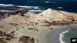 FILE - Sea lions cover much of the northwest coast of San Miguel Island, Calif., on Jan. 6, 2009. Five California tribes will reclaim their right to manage coastal land significant to their history under a first-in-the-nation program backed with $3.6 million in state money. 