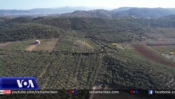 Shqipëri, rritet interesi për vajin e ullirit