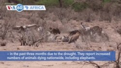 VOA60 Africa - Kenya: Drought has killed almost 2% of the nation’s 2,500 Grevy’s zebras