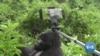 Rwanda's New 'Gorillagram' to Promote Citizen Participation in Gorilla Conservation
