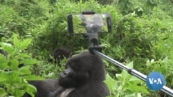 Rwanda's New 'Gorillagram' to Promote Citizen Participation in Gorilla Conservation
