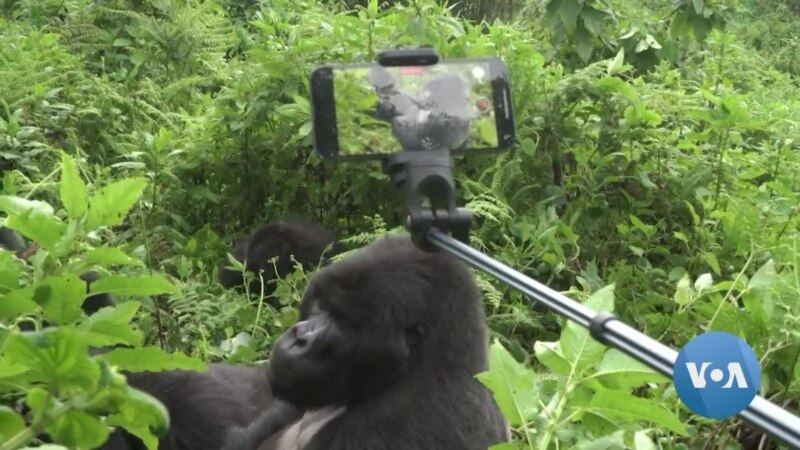 Rwanda's New 'Gorillagram' to Promote Citizen Participation in Gorilla Conservation