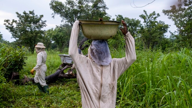Entre guerre et dénuement, les apiculteurs de Centrafrique se battent pour leur miel