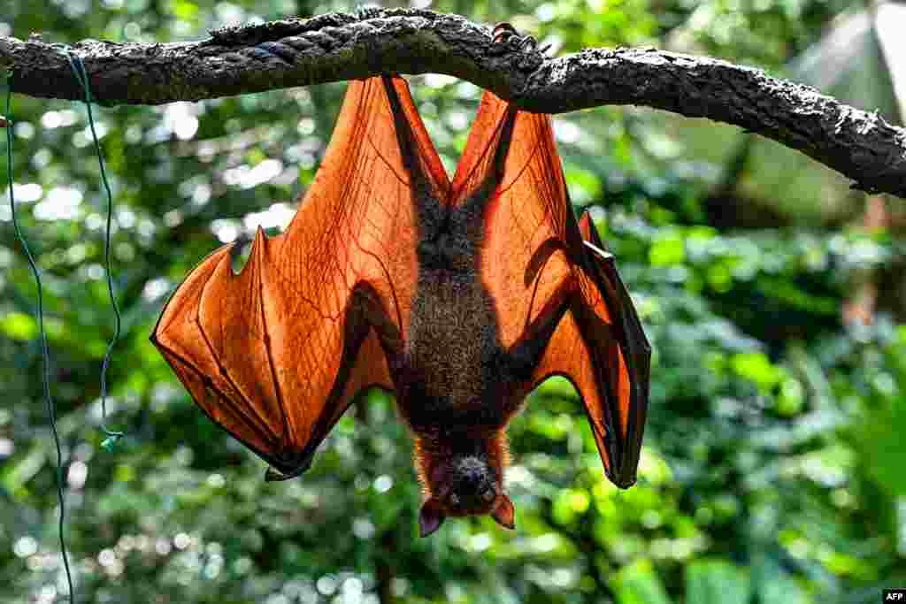 A Malayan flying fox hangs on a branch at Singapore Zoo fragile forest biodome in Singapore.