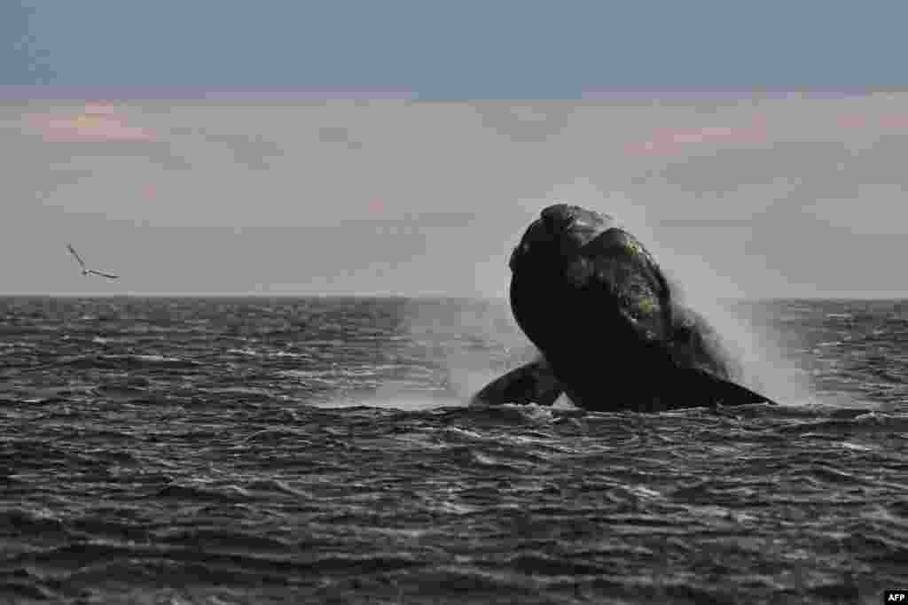 A southern right whale (Eubalaena australis) is seen in the waters of the South Atlantic Ocean near Puerto Madryn, Chubut Province, Argentina. (Photo by Luis ROBAYO / AFP)