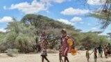 Women and children from the pastoral Turkana community in northwest Kenya carry cans as they search for water among shallow wells dug on a riverbed on Sept. 27, 2022. 