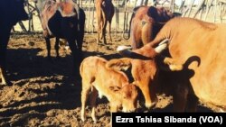 Zitshontshwa okumangalisayo inkomo esigabeni seInsiza. (Photo: Ezra Tshisa SIbanda)