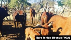 Stocktheft on the rise in Zimbabwe