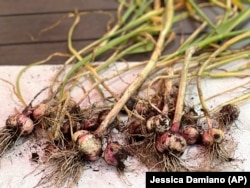 This June 10, 2022, image provided by Jessica Damiano shows a crop of freshly harvested hardneck garlic in New York's Long Island