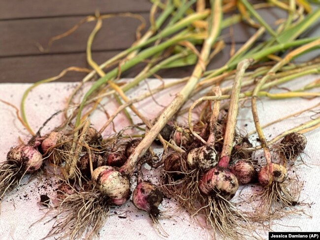 This June 10, 2022, image provided by Jessica Damiano shows a crop of freshly harvested hardneck garlic in New York's Long Island