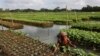 A farmer places water weeds on top of the seedlings' root on a floating bed, at his farm in Pirojpur district, Bangladesh, August 16, 2022.