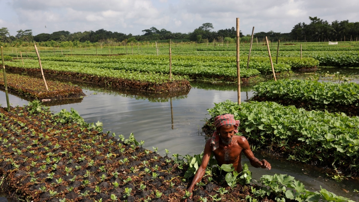 Saat Permukaan Air Laut dan Sungai Naik, Petani Bangladesh Hidupkan Kembali Pertanian Terapung
