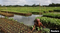 A farmer places water weeds on top of the seedlings' root on a floating bed, at his farm in Pirojpur district, Bangladesh, August 16, 2022.