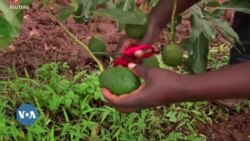 Les agriculteurs kenyans se tournent de plus en plus vers l'avocat