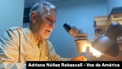 El director del Museo del Instituto de Zoología Agrícola de Maracay, Pedro Clavijo, muestra a la VOA la colección de insectos del organismo.