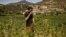 A farmer inspects plants in a cannabis field in the village of Azila, in Morocco's Ketama region, near the marginalized and underdeveloped mountainous region of Rif, Sept. 16, 2022. 