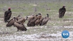  Vulture Poisoning Incidents Increasing in Botswana