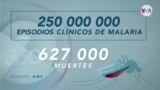 América Latina continúa la lucha contra la malaria