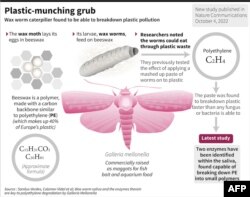 Graphic illustrating research concluding that a wax worm caterpiller can break down plastic.