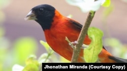 El cardenalito es una pequeña ave en peligro de extinción
