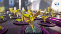 PlanToGo, es un sistema creado para cultivar de manera inteligente plantas de tipo arbustivo como lechuga, tomate cherry, y más. [Foto: Cortesía de Octopus Force]