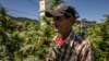 Dans le Rif marocain, le cannabis médical attendu comme un remède