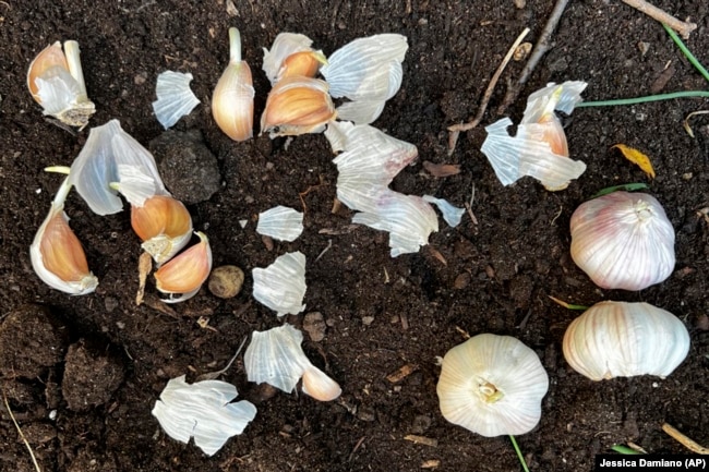 This Oct. 16, 2021, image provided by Jessica Damiano shows garlic ready for planting in a prepared garden bed.