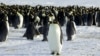 US Says Climate Change Is Threatening Emperor Penguins