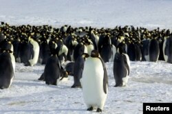 Penguin kaisar terlihat di Dumont d'Urville, Antartika, pada 10 April 2012. (Foto: Reuters)