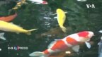 Thú chơi cá Koi của người Việt ở Mỹ