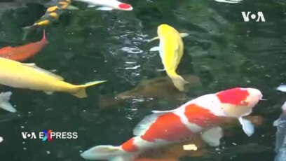 Thú chơi cá Koi của người Việt ở Mỹ