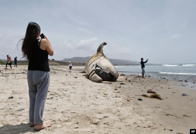 A woman takes a photo while another sight seer takes a selfie in front of the massive carcass of a whale at a popular California surfing spot Tuesday, April 26, 2016, in San Clemente, Calif. (AP Photo/Lenny Ignelzi)