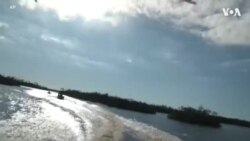 志愿者搜救困于飓风的鹦鹉