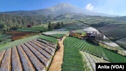 Persawahan terasering di Sukomakmur, Magelang, Jawa Tengah. Saat ini muncul petani milenial di Tanah Air yang optimis berwirausaha pertanian memberi hasil yang menjanjikan dengan mengandalkan ilmu dan pendidikan yang cukup. (Foto: VOA)