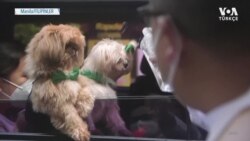 Filipinler’de Hayvan Kutsama Töreni 